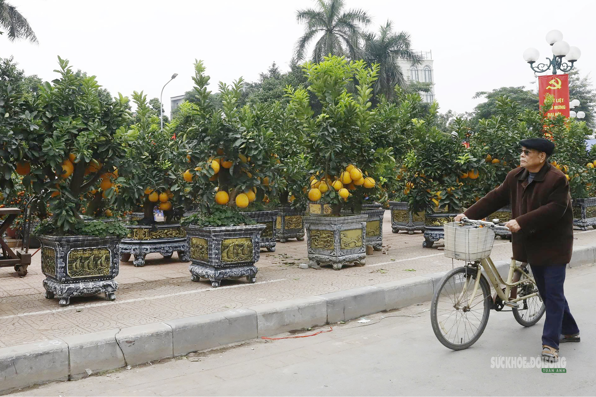 Bưởi vàng xuống phố, báo hiệu mùa Tết đã rất gần- Ảnh 9.