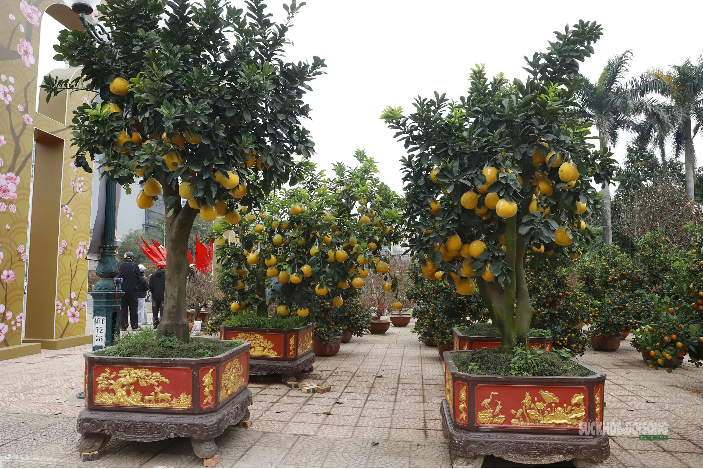 Bưởi vàng xuống phố, báo hiệu mùa Tết đã rất gần- Ảnh 6.
