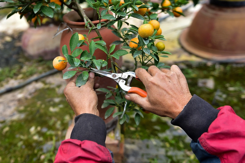 Những sai lầm trong cách chăm sóc khiến cây quất cảnh nhanh héo và rụng quả ngày Tết
