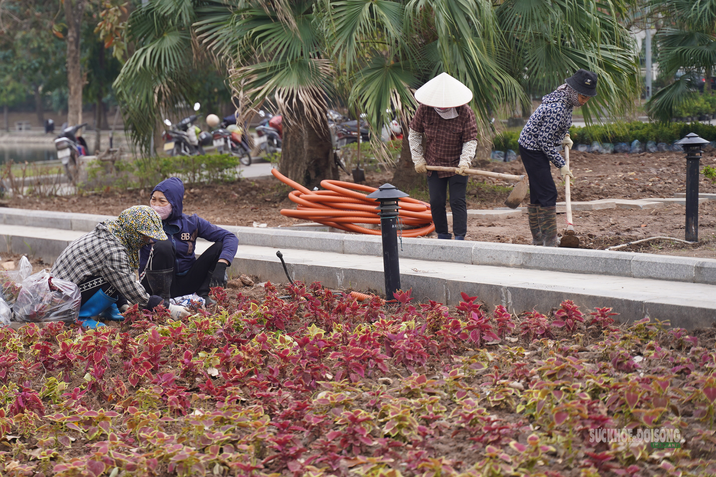 'Thay áo mới' cho công viên hồ điều hòa Mai Dịch dịp cận Tết- Ảnh 10.
