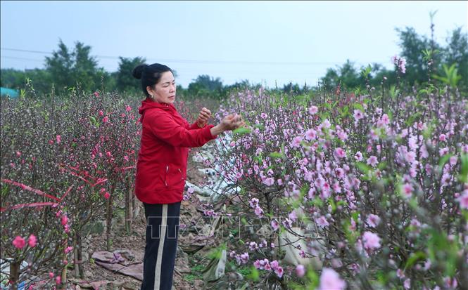 Đào nở sớm, người trồng đối mặt nguy cơ 'thất thu' dịp Tết- Ảnh 4.