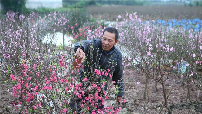 Đào nở sớm, người trồng đối mặt nguy cơ 'thất thu' dịp Tết- Ảnh 2.