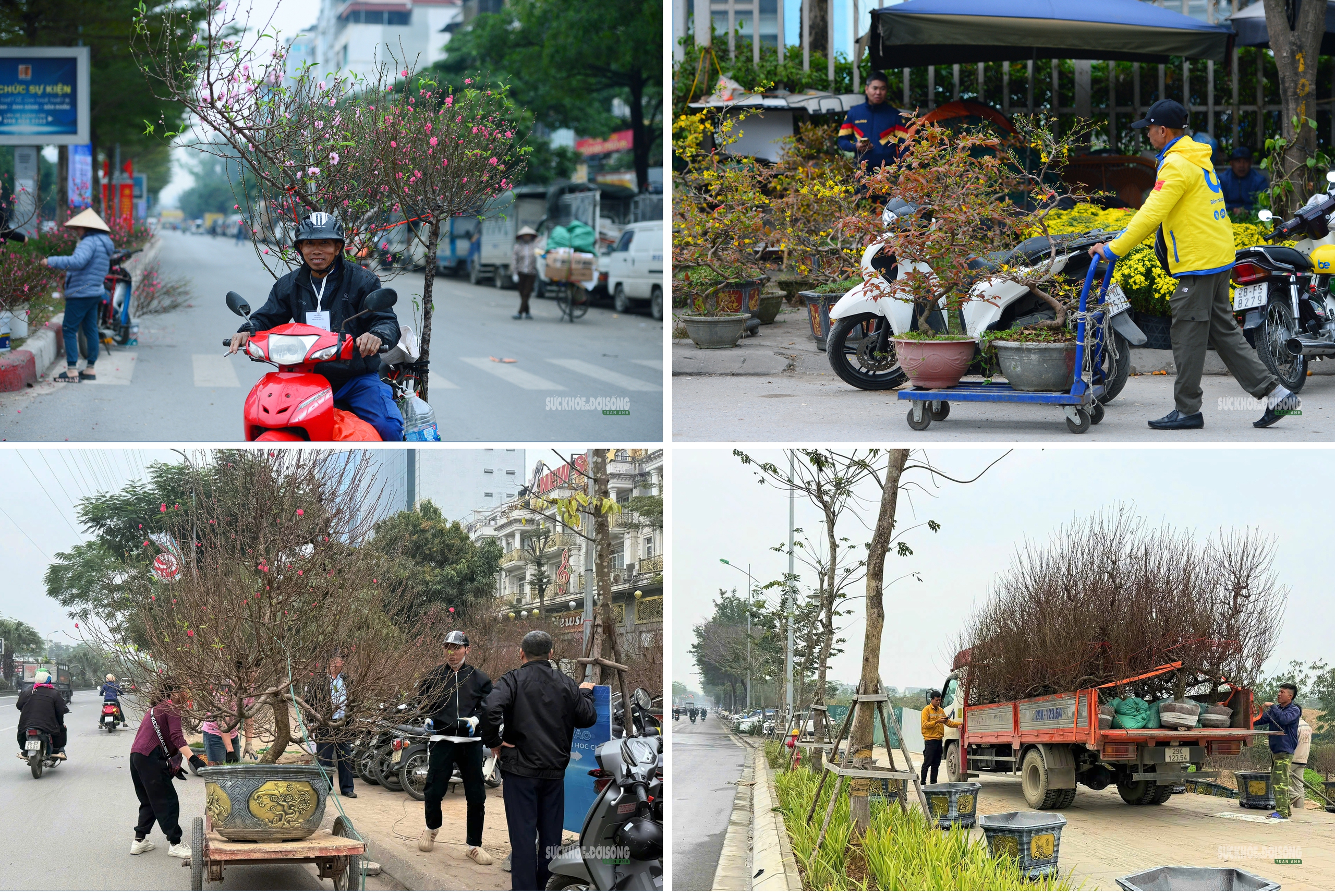 Hoa Tết rực rỡ sắc xuân, người Hà Nội rục rịch sắm Tết- Ảnh 9.
