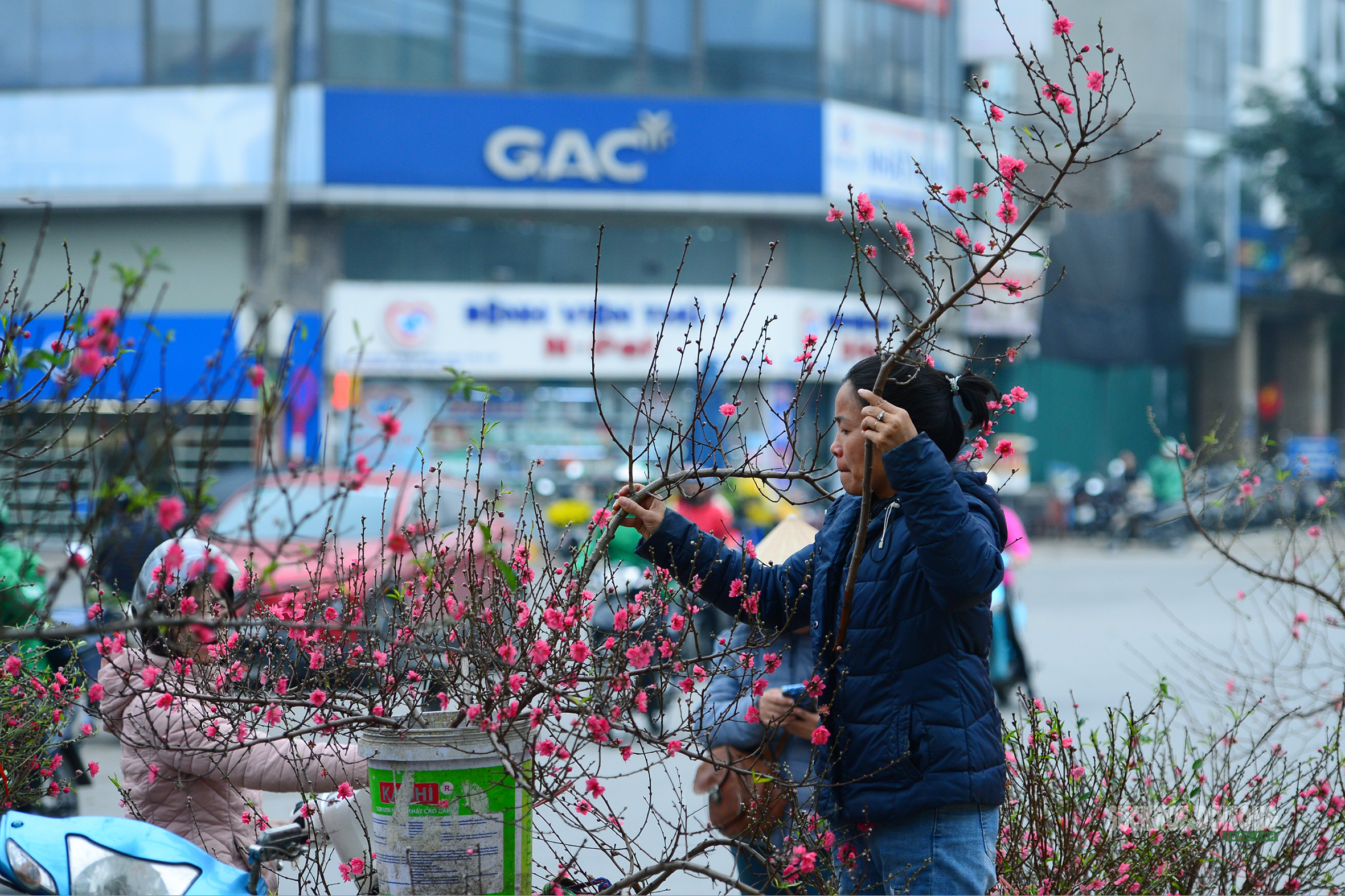 Hoa Tết rực rỡ sắc xuân, người Hà Nội rục rịch sắm Tết- Ảnh 4.