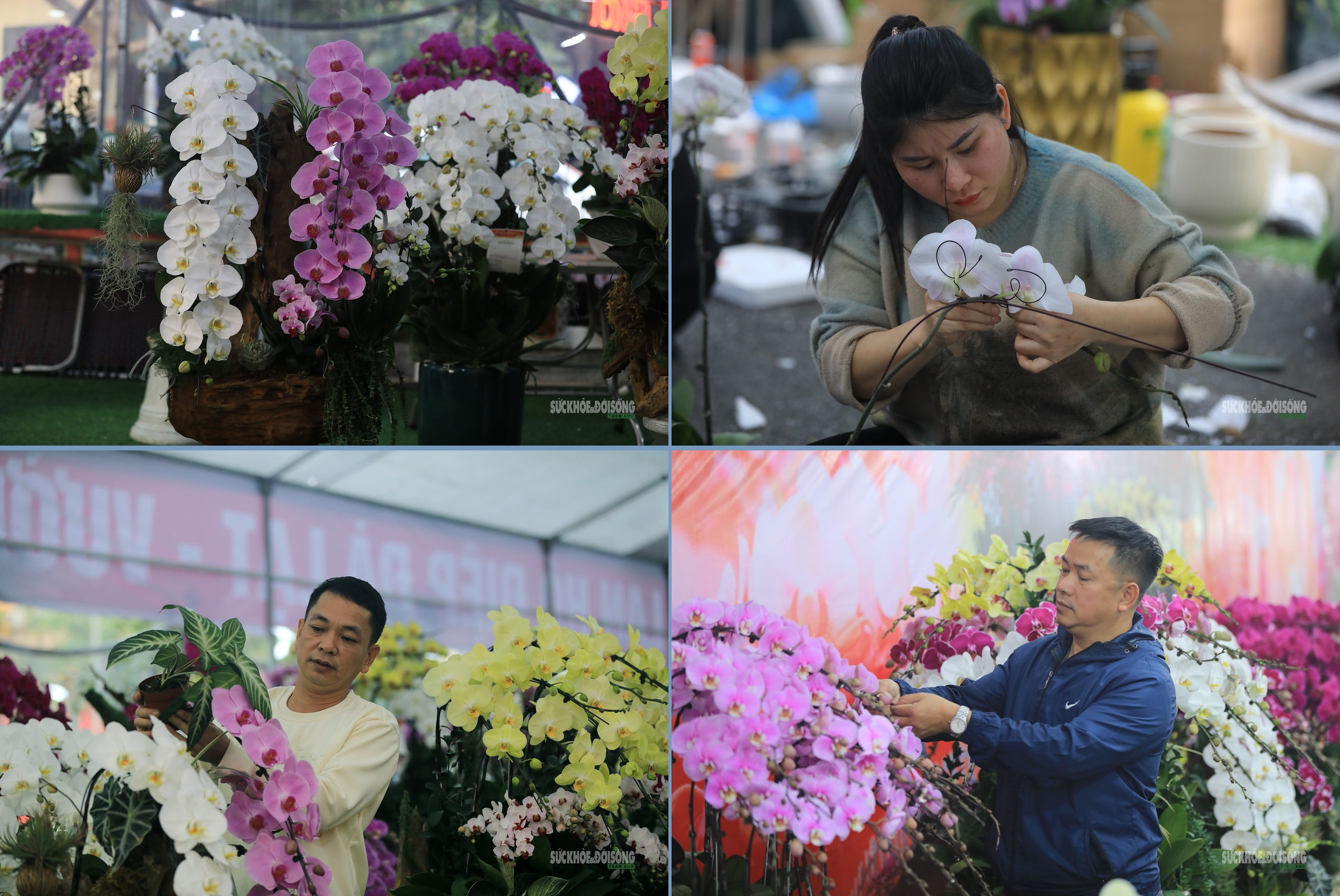 Hoa Tết rực rỡ sắc xuân, người Hà Nội rục rịch sắm Tết- Ảnh 7.