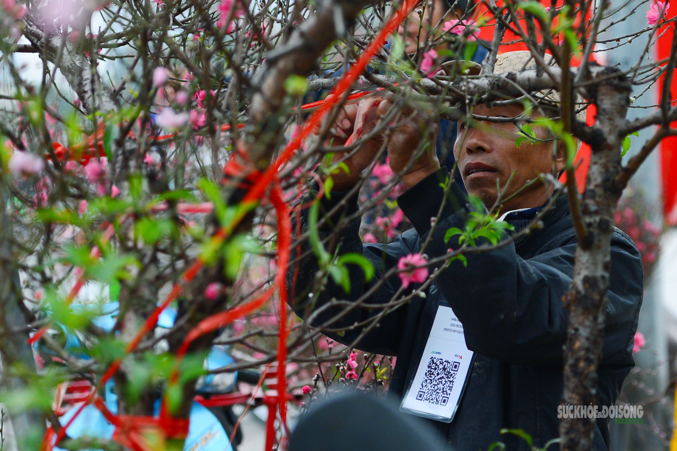 Hoa Tết rực rỡ sắc xuân, người Hà Nội rục rịch sắm Tết- Ảnh 2.