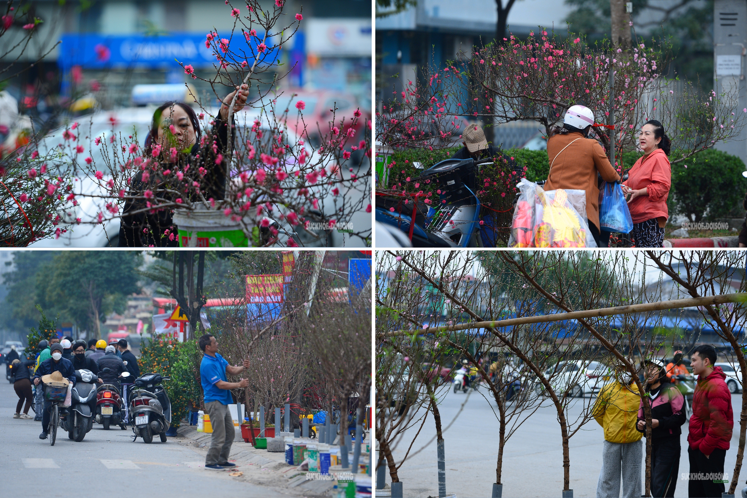 Hoa Tết rực rỡ sắc xuân, người Hà Nội rục rịch sắm Tết- Ảnh 1.