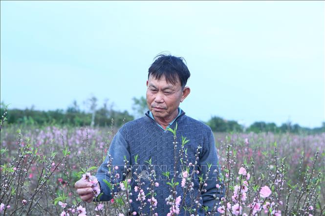 Đào nở sớm, người trồng đối mặt nguy cơ 'thất thu' dịp Tết- Ảnh 3.