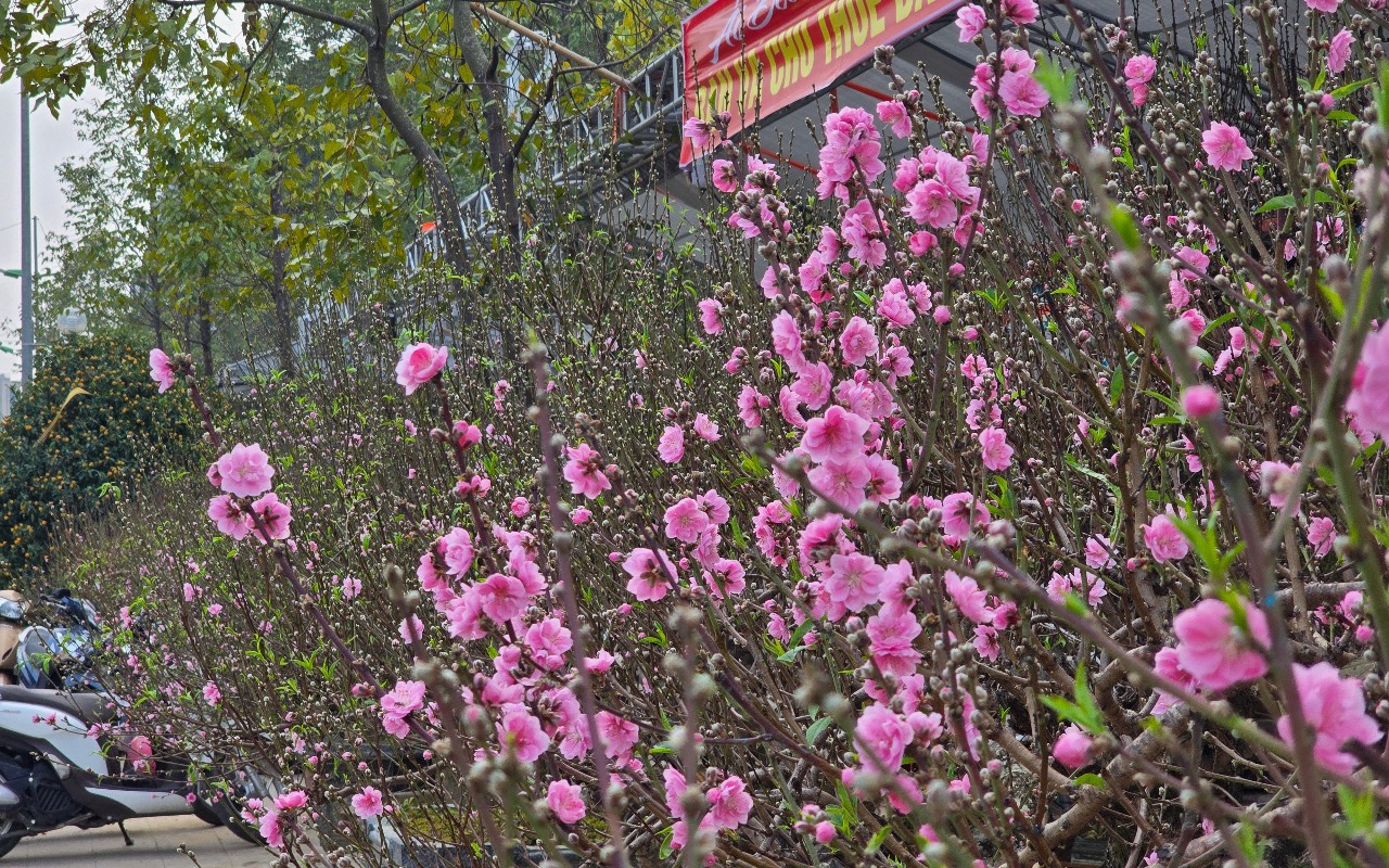 Sắc đào rừng, mai vàng nhuộm thắm Quảng trường Lam Sơn- Ảnh 8.