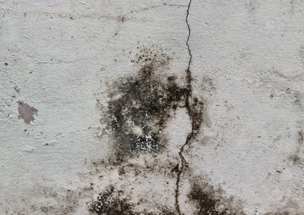 Độc tố từ nấm mốc - 'Kẻ kích hoạt' hàng loạt bệnh nguy hiểm tiềm ẩn- Ảnh 1.