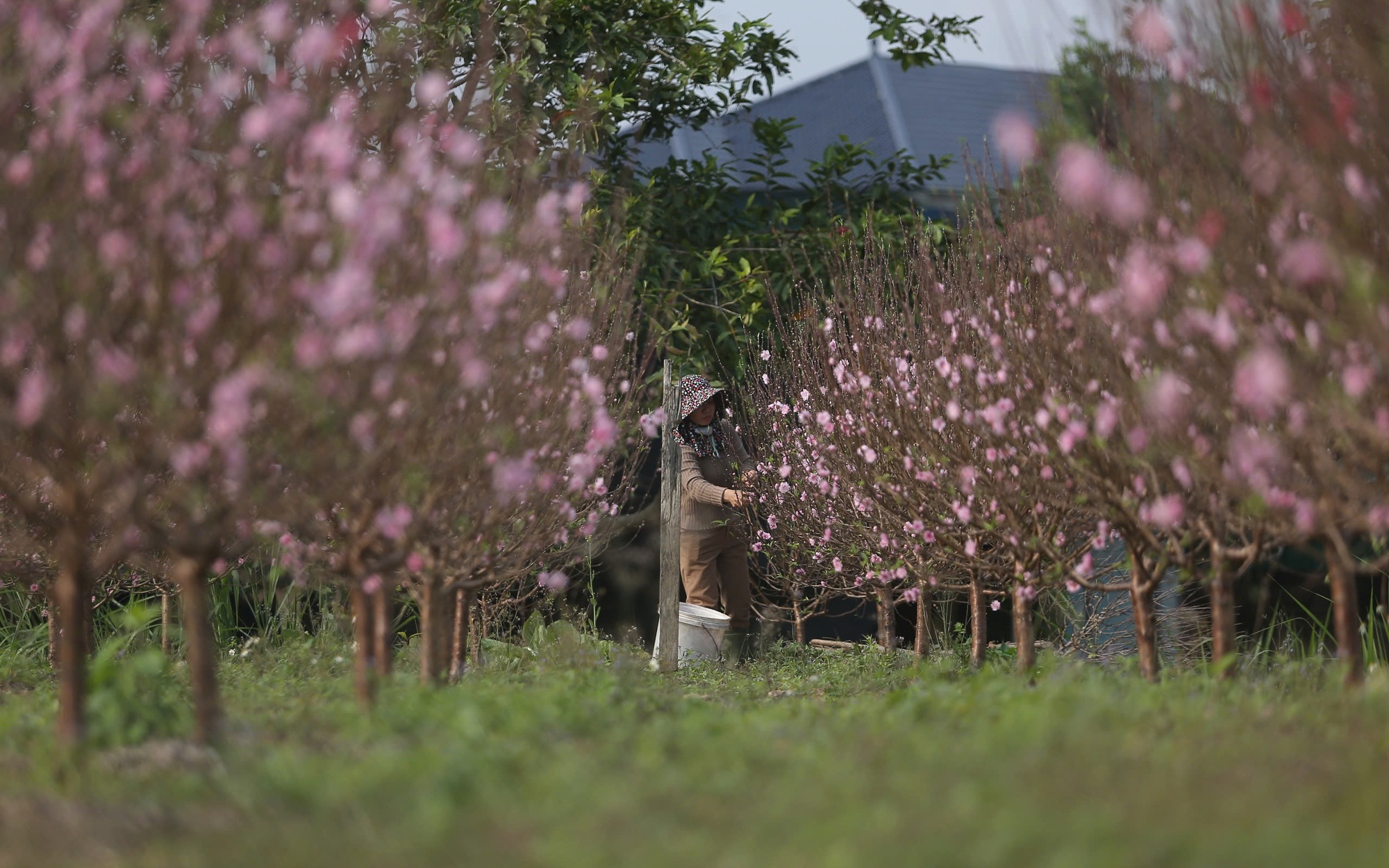 Mộc Châu khoác áo xuân: Trắng đồi mận, xanh đồi chè- Ảnh 10. Mộc Châu khoác áo xuân: Trắng đồi mận, xanh đồi chè- Ảnh 10.