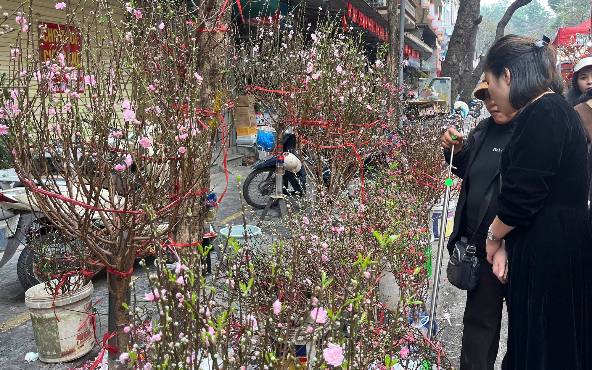 Tiểu thương buôn đào quất tất bật những ngày giáp Tết