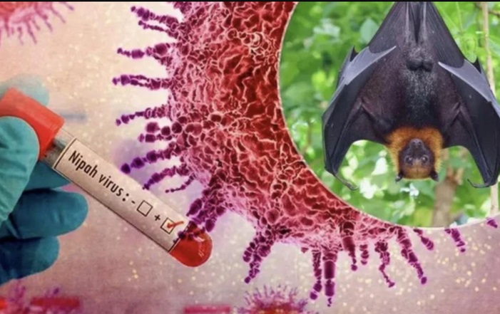 Nhiễm virus Nipah: Nữ y tá TỬ VONG sau khi điều trị bệnh nhân, cảnh báo nguy cơ lây nhiễm trong bệnh viện 4 Lâm Đồng chủ động phòng, chống dịch bệnh do virus Nipah trong dịp Tết Bính Ngọ 2026