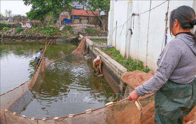 Thủ phủ cá chép rộn ràng vào vụ Tết ông Công, ông Táo- Ảnh 4.