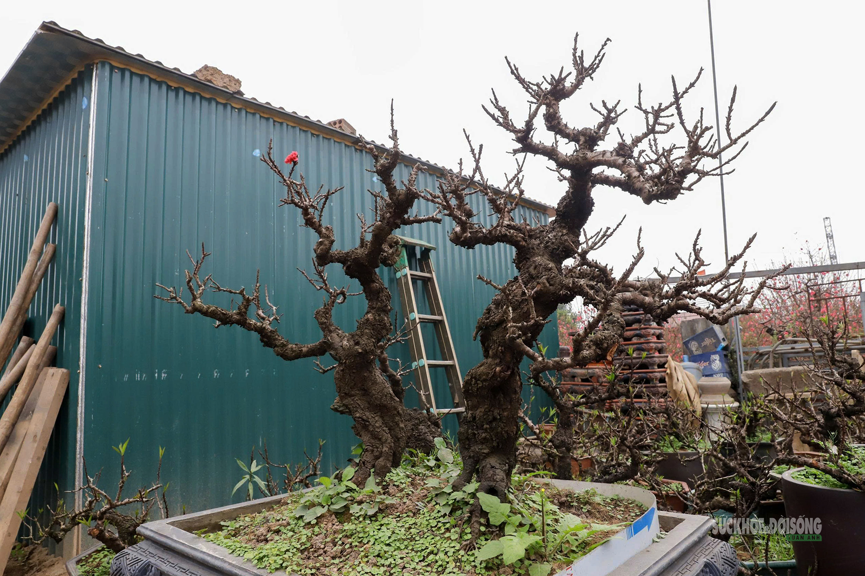 Đào 'tiến vua' Nhật Tân ngủ điều hòa chờ Tết- Ảnh 2.