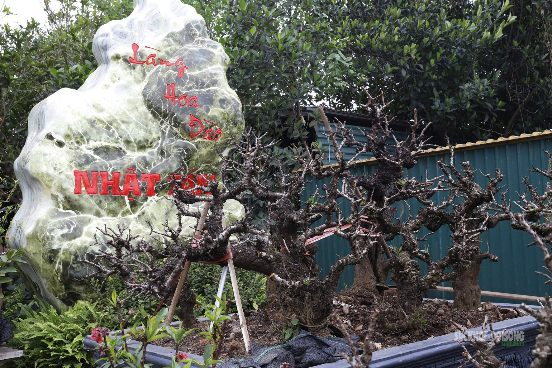 Đào 'tiến vua' Nhật Tân ngủ điều hòa chờ Tết- Ảnh 4.