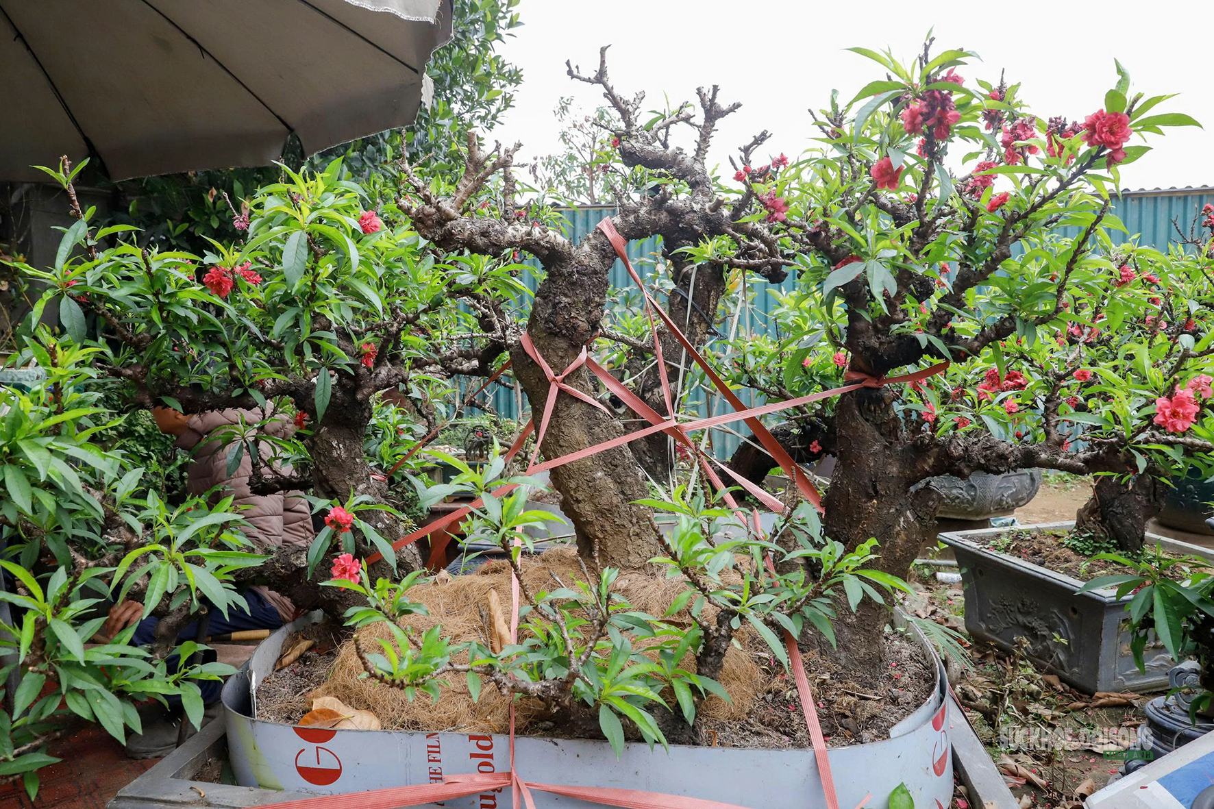 Đào 'tiến vua' Nhật Tân ngủ điều hòa chờ Tết- Ảnh 5.