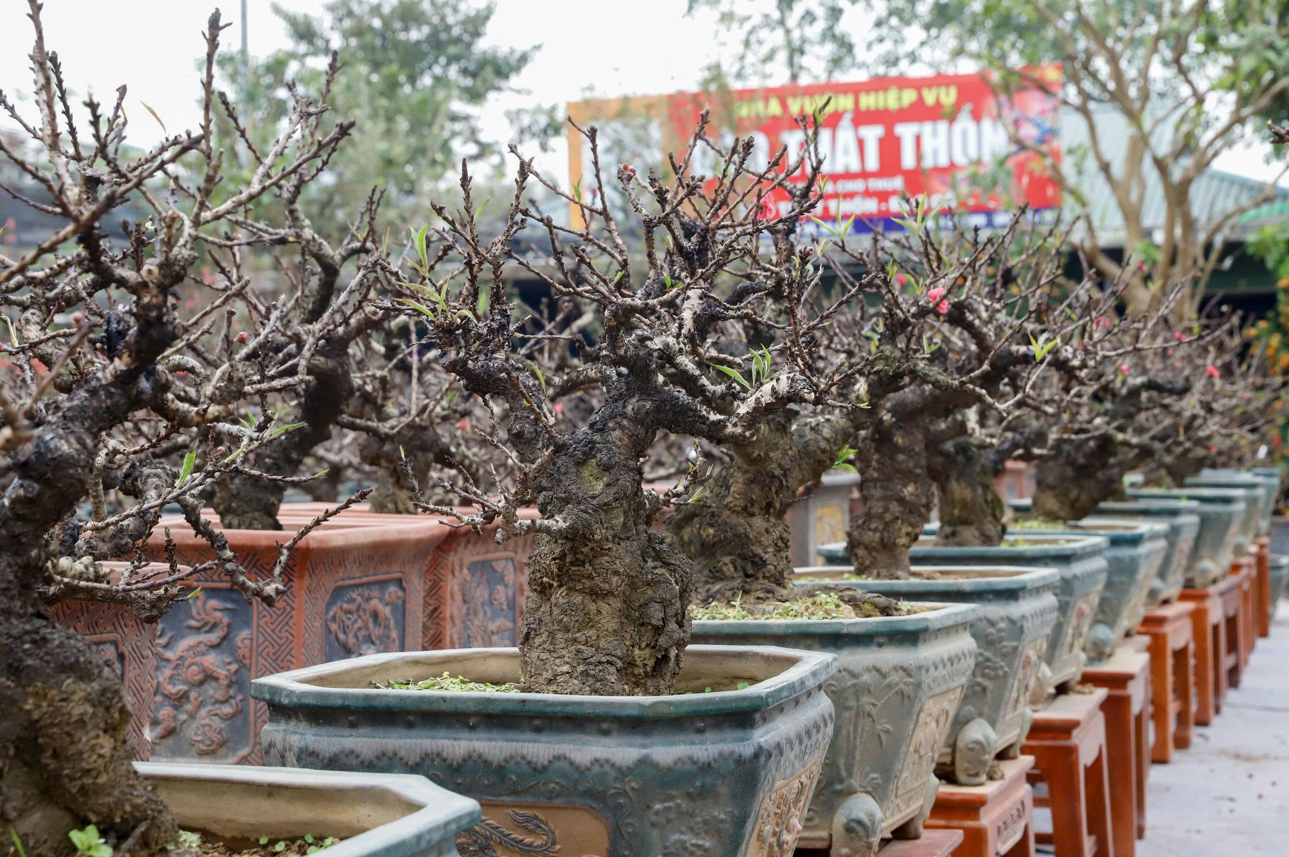 Đào 'tiến vua' Nhật Tân ngủ điều hòa chờ Tết- Ảnh 8.