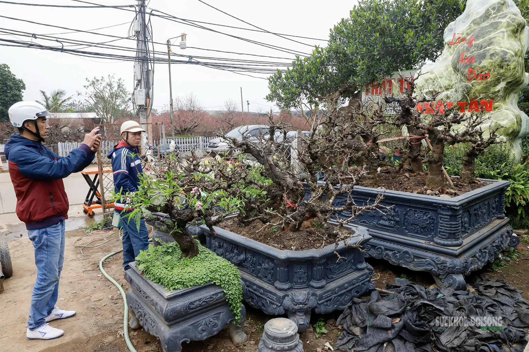 Đào 'tiến vua' Nhật Tân ngủ điều hòa chờ Tết- Ảnh 6.