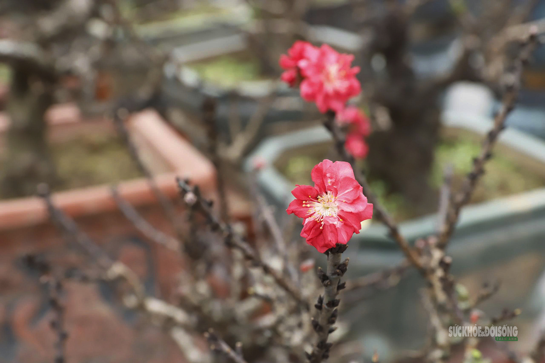 Đào 'tiến vua' Nhật Tân ngủ điều hòa chờ Tết- Ảnh 7.