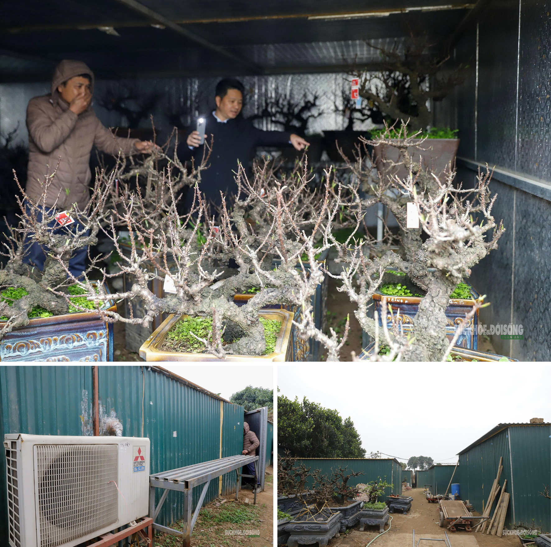 Đào 'tiến vua' Nhật Tân ngủ điều hòa chờ Tết- Ảnh 3.