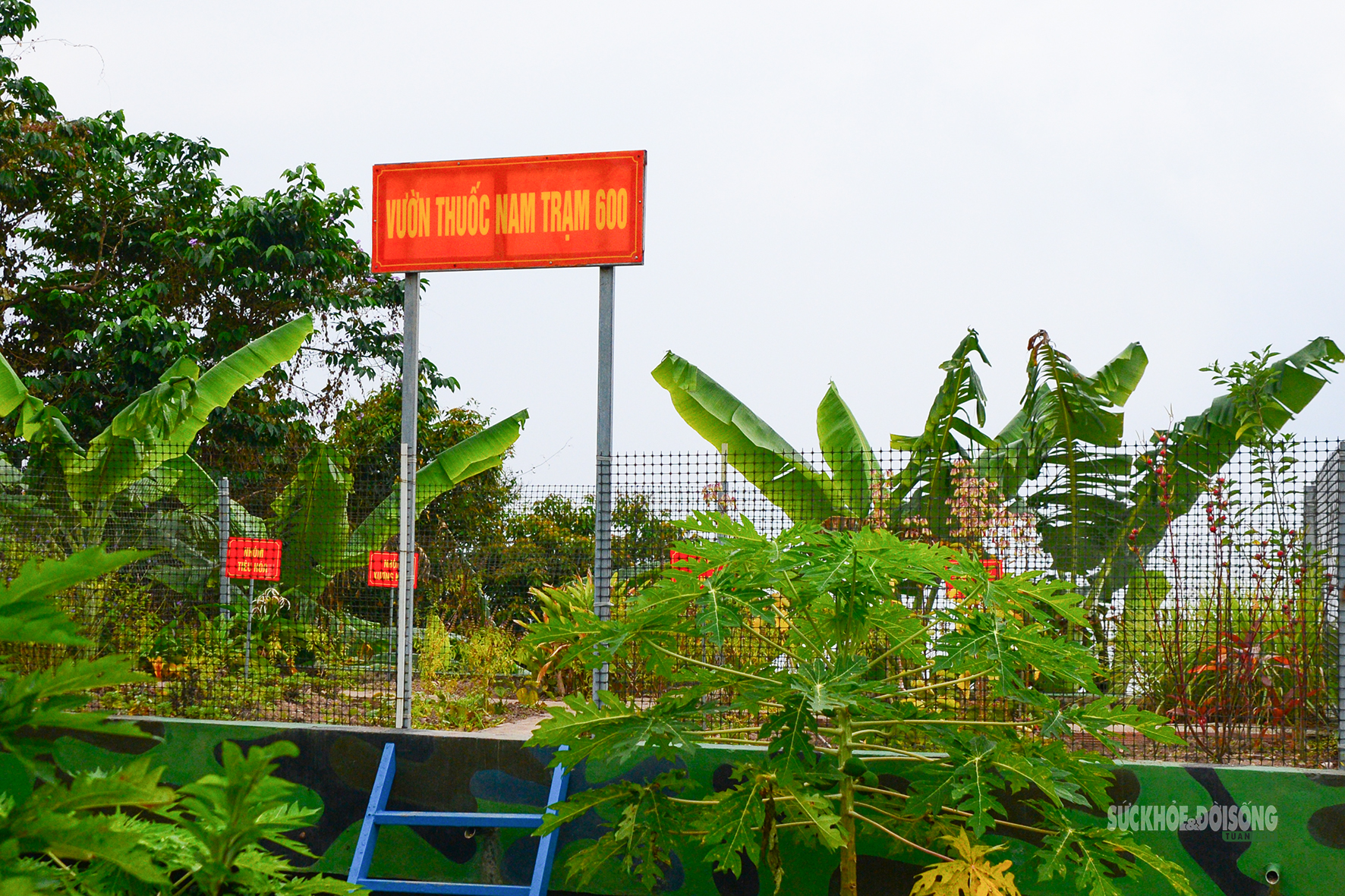 Những 'tủ thuốc xanh' giữa biển khơi- Ảnh 1.