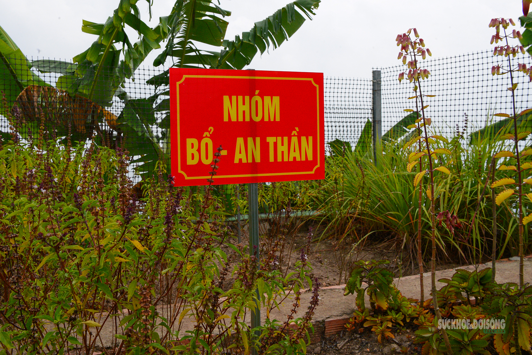 Những 'tủ thuốc xanh' giữa biển khơi- Ảnh 10.