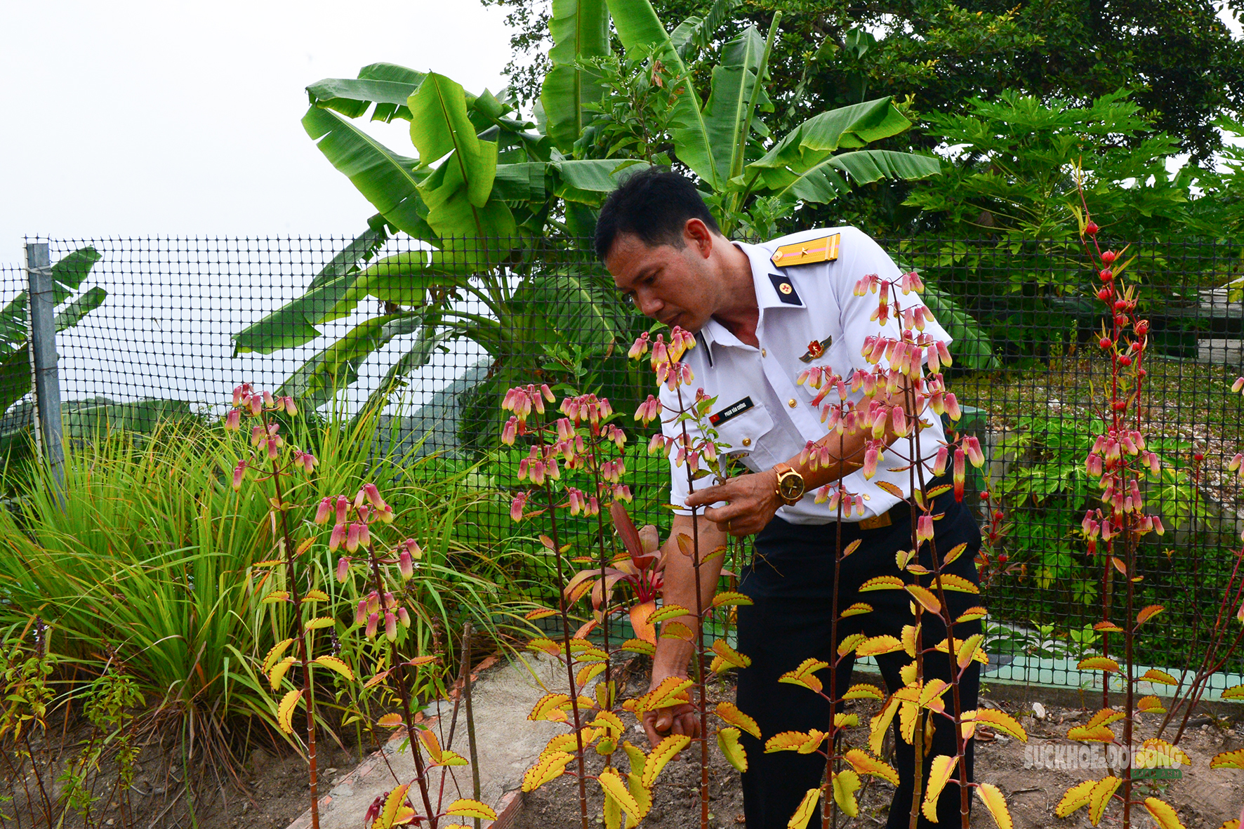 Những 'tủ thuốc xanh' giữa biển khơi- Ảnh 3.