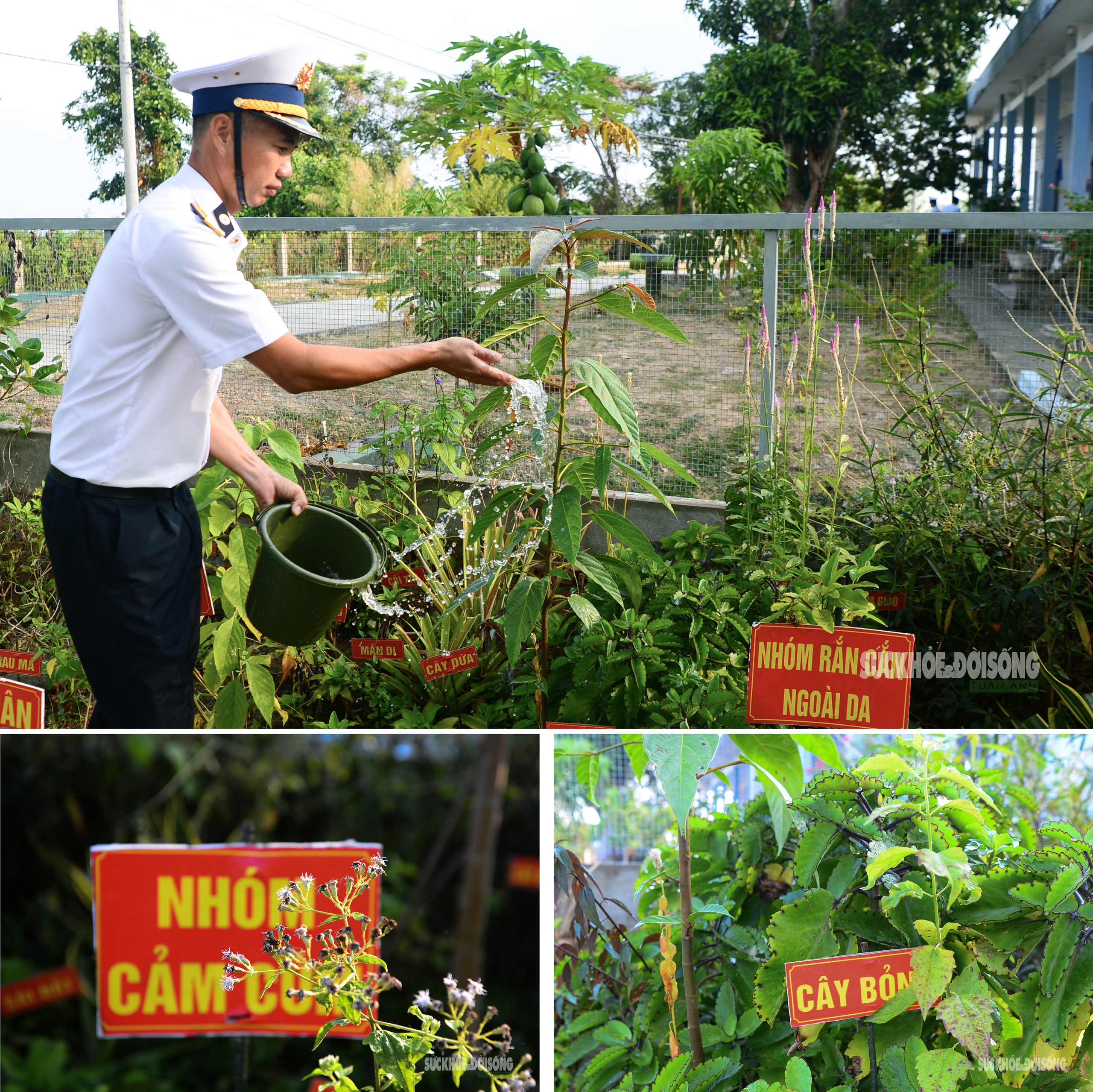 Những 'tủ thuốc xanh' giữa biển khơi- Ảnh 5.