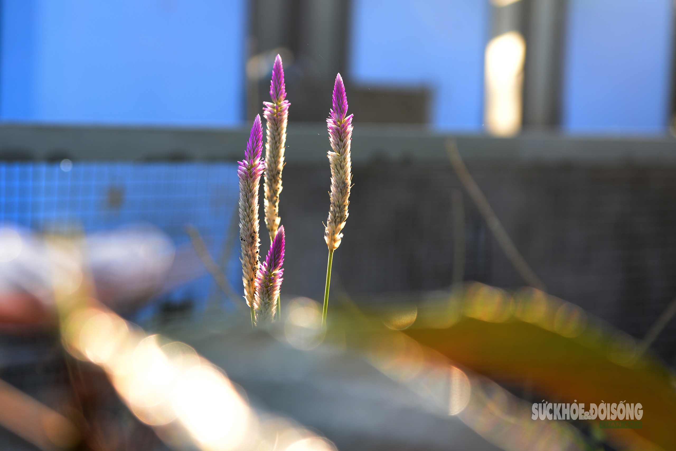 Những 'tủ thuốc xanh' giữa biển khơi- Ảnh 7.