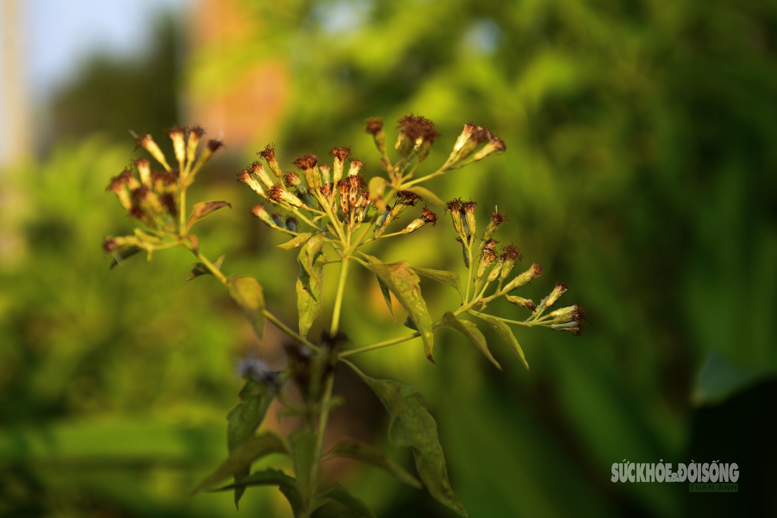 Những 'tủ thuốc xanh' giữa biển khơi- Ảnh 8.