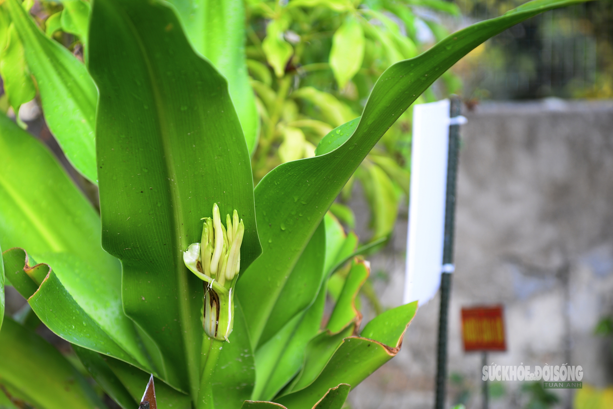 Những 'tủ thuốc xanh' giữa biển khơi- Ảnh 9.