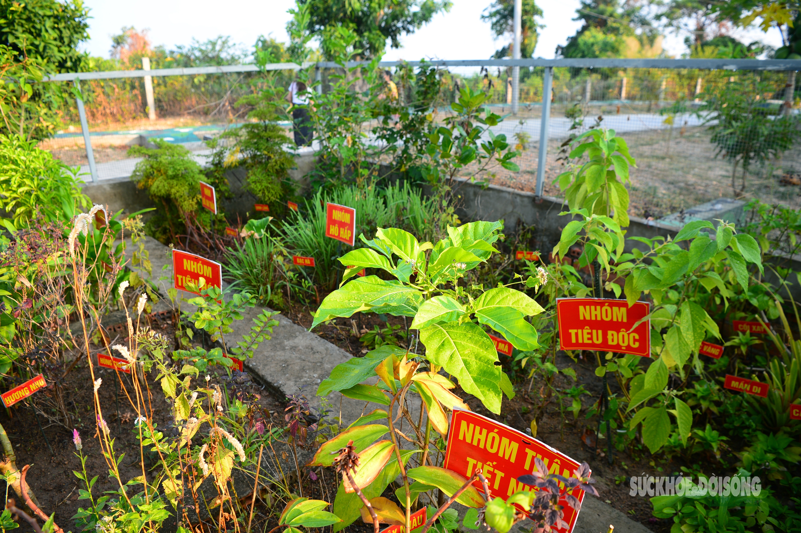 Những 'tủ thuốc xanh' giữa biển khơi- Ảnh 2.