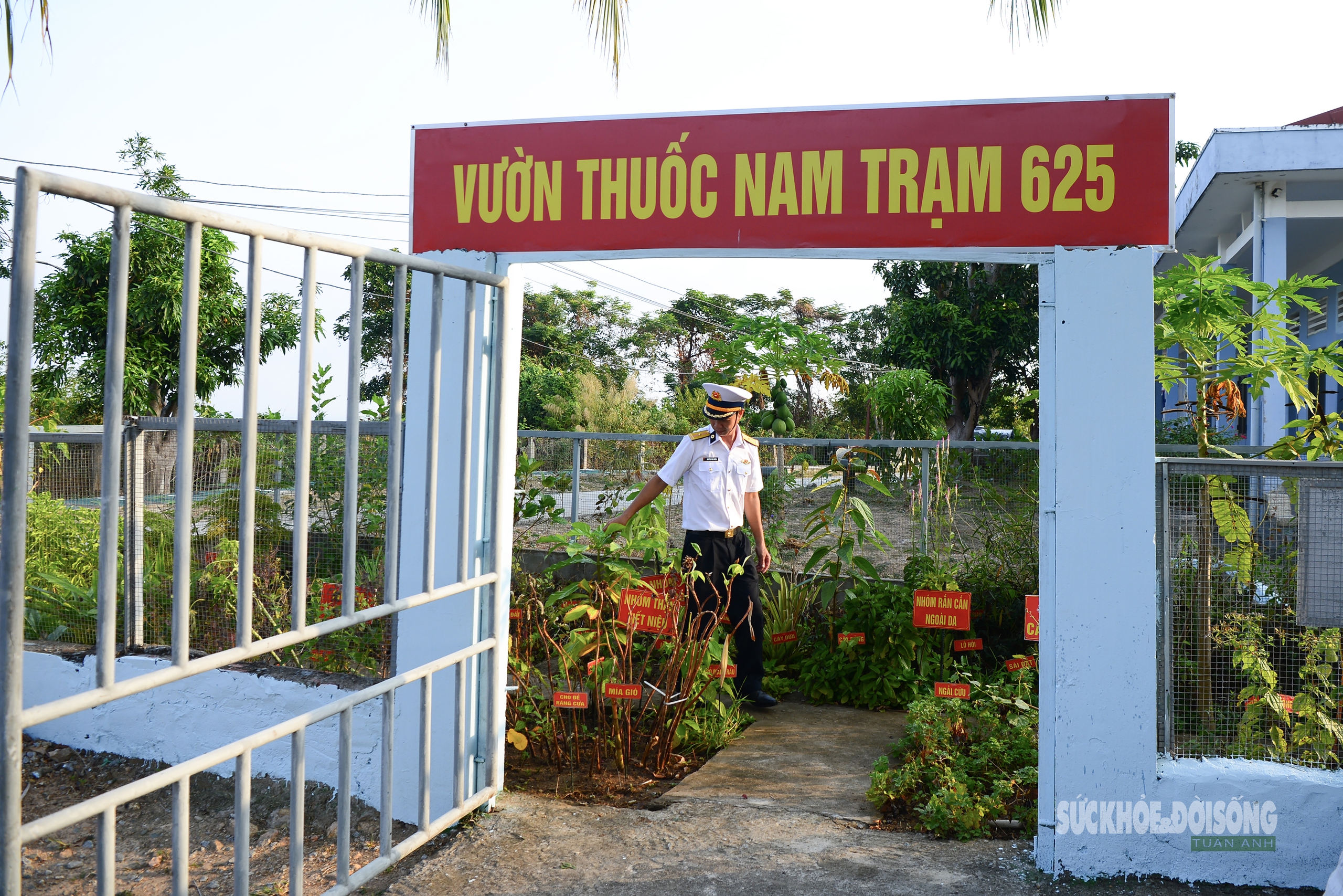 Những 'tủ thuốc xanh' giữa biển khơi- Ảnh 4.