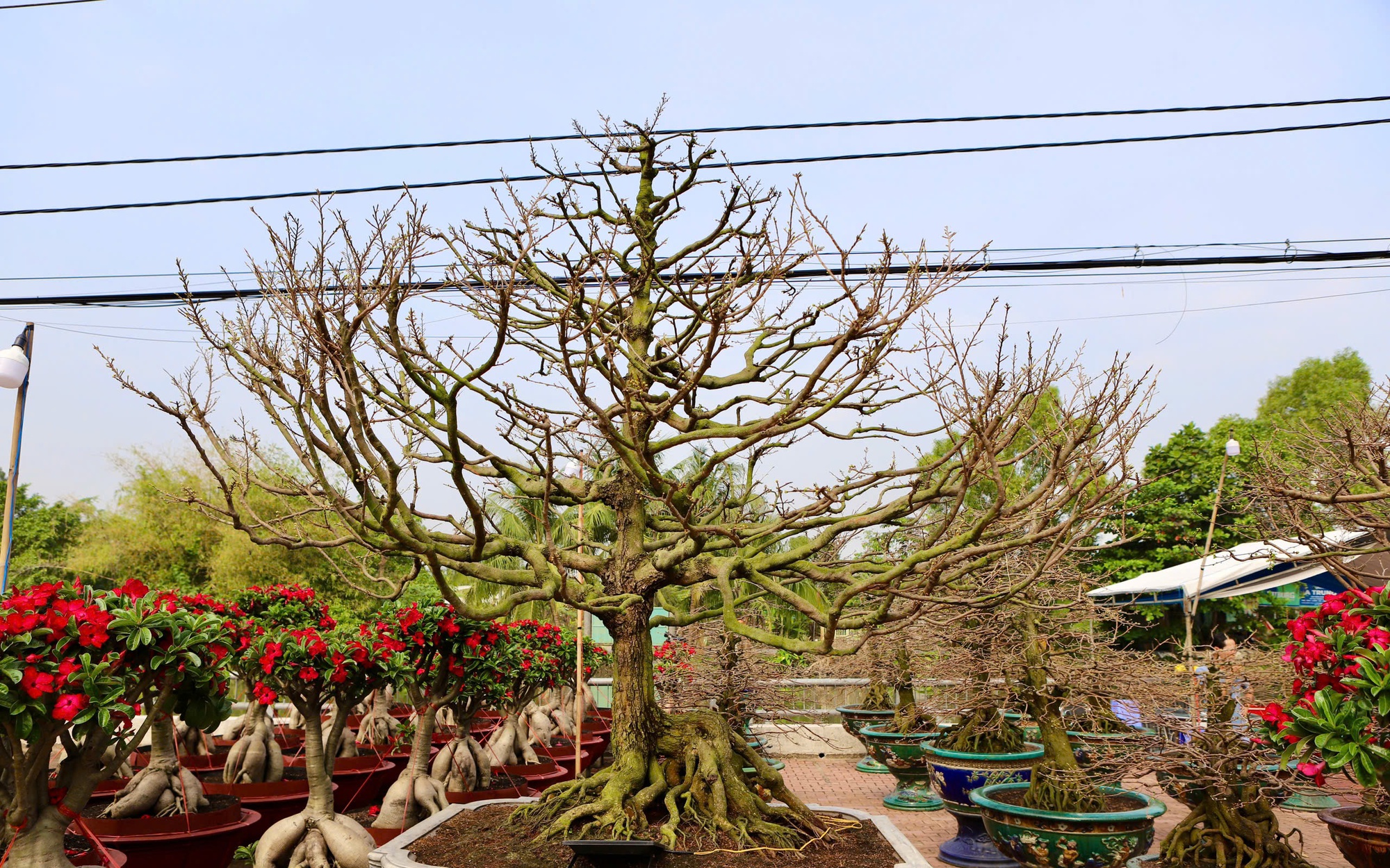 Chiêm ngưỡng dàn mai vàng cổ thụ quý hiếm 'hội tụ' ở Cố đô Huế- Ảnh 11.