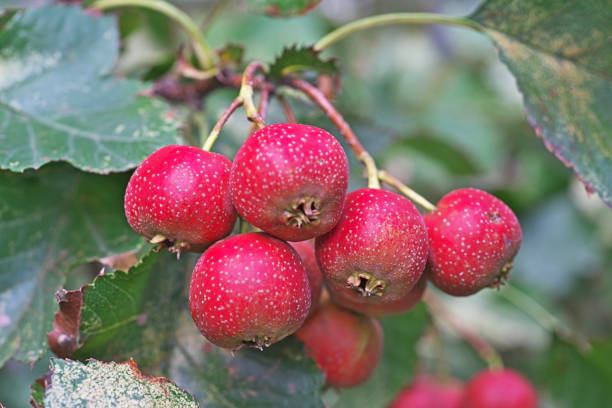 6 món ăn bài thuốc giúp giải trệ, tiêu mỡ, nhẹ bụng
sau Tết- Ảnh 2. 6 món ăn bài thuốc giúp giải trệ, tiêu mỡ, nhẹ bụng
sau Tết- Ảnh 2.