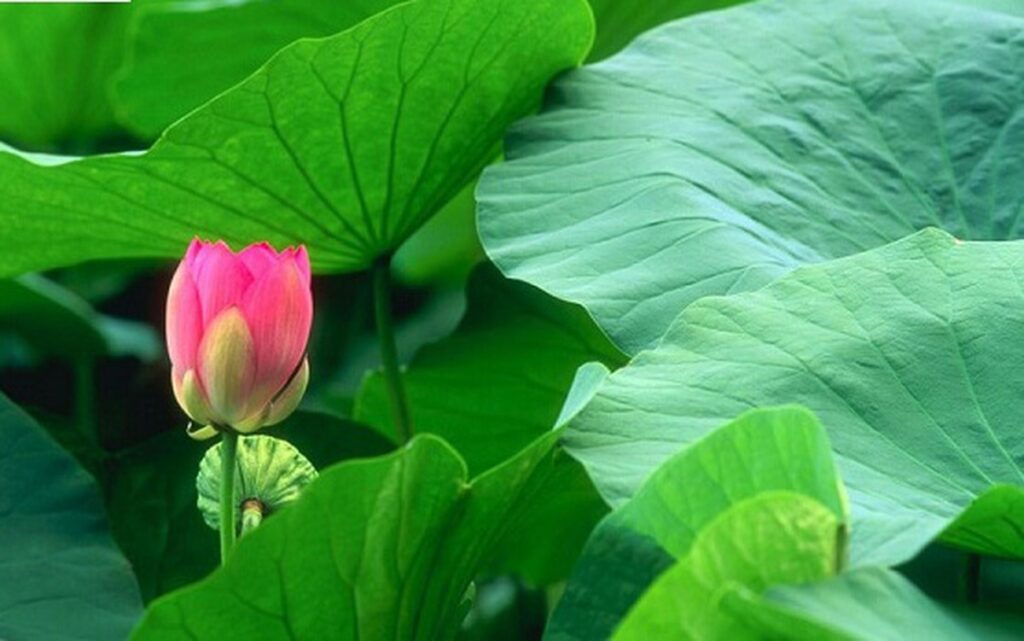 6 món ăn bài thuốc giúp giải trệ, tiêu mỡ, nhẹ bụng
sau Tết- Ảnh 5. 6 món ăn bài thuốc giúp giải trệ, tiêu mỡ, nhẹ bụng
sau Tết- Ảnh 5.