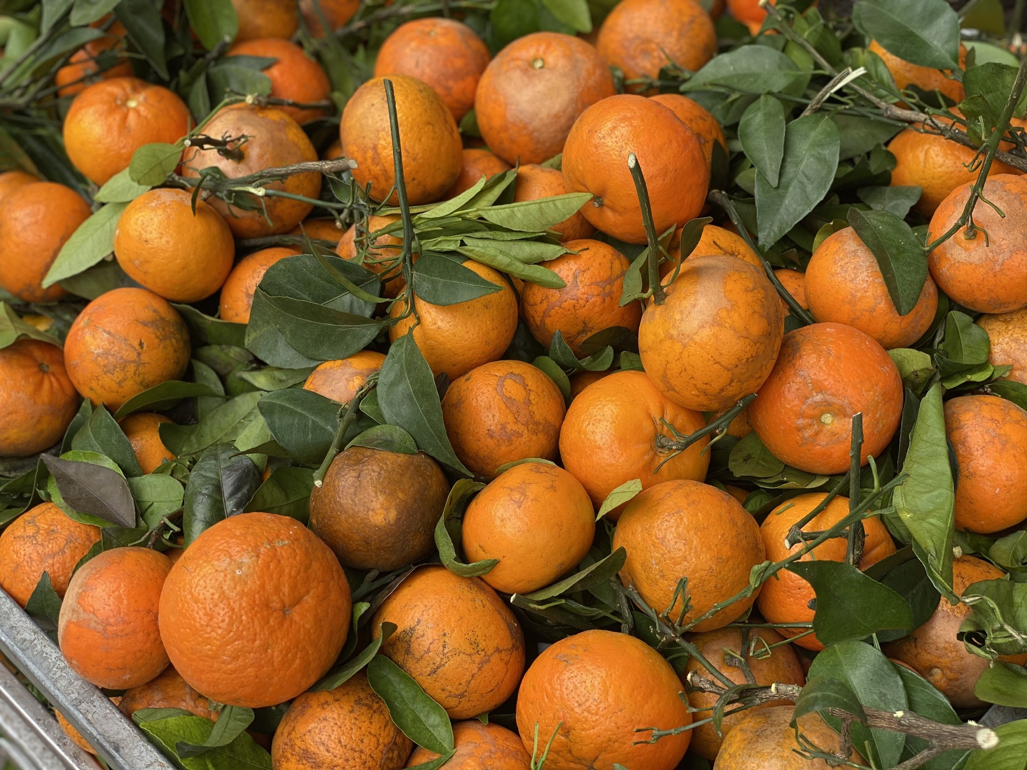 Quýt sim ‘xả’ đầy chợ, giá rẻ chỉ hơn chục nghìn đồng/kg dịp cận Tết Nguyên đán- Ảnh 2.