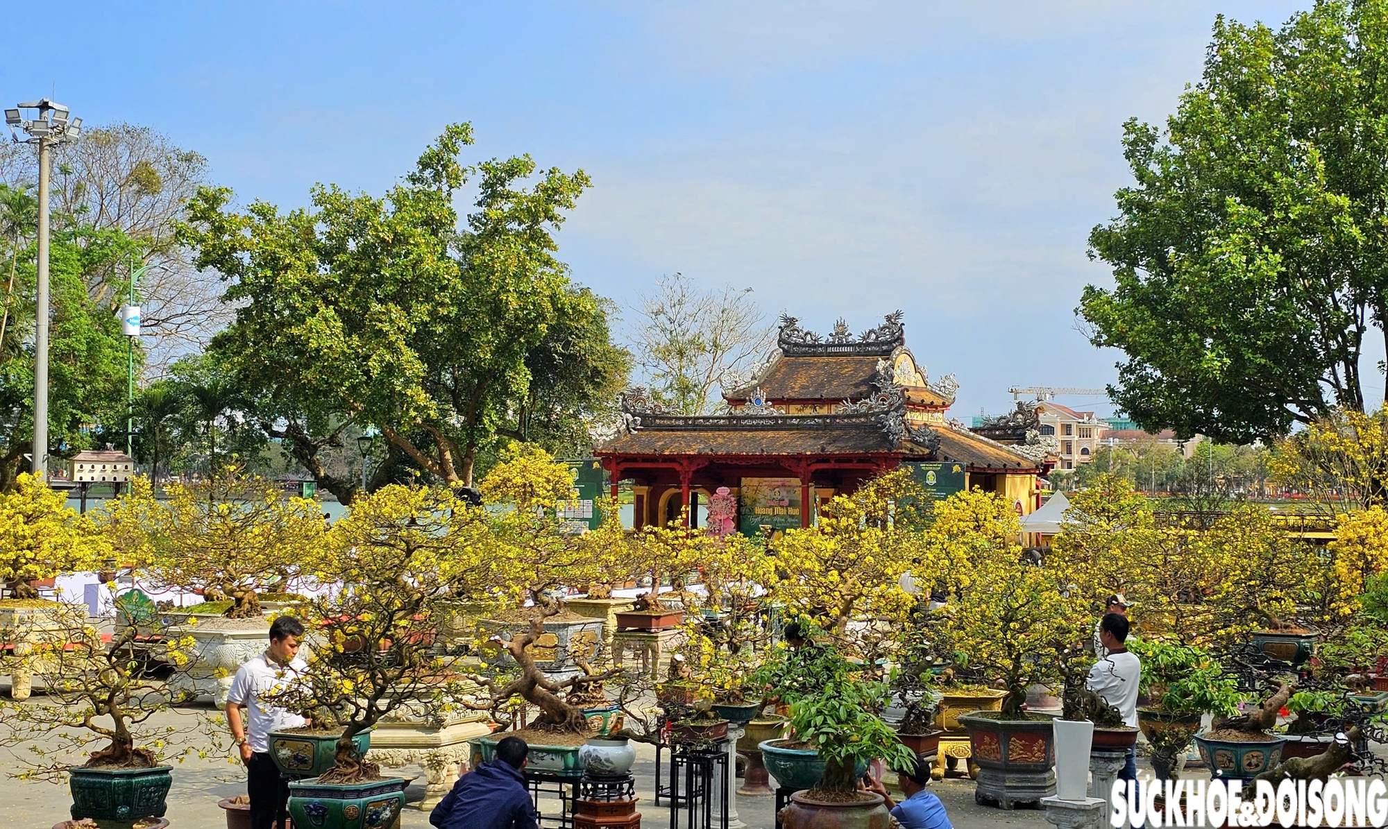 Chiêm ngưỡng dàn mai vàng cổ thụ quý hiếm 'hội tụ' ở Cố đô Huế- Ảnh 2.