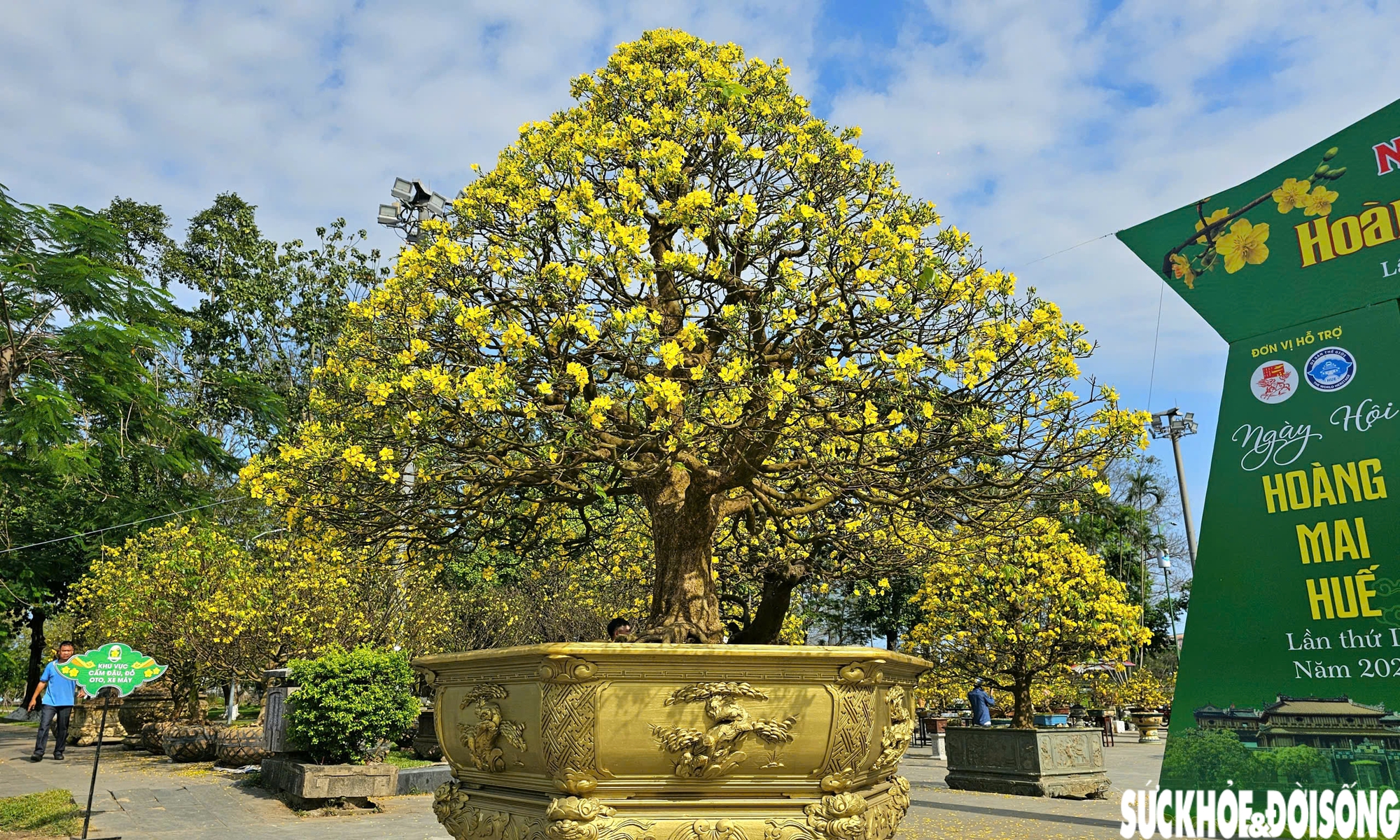 Chiêm ngưỡng dàn mai vàng cổ thụ quý hiếm 'hội tụ' ở Cố đô Huế- Ảnh 3.