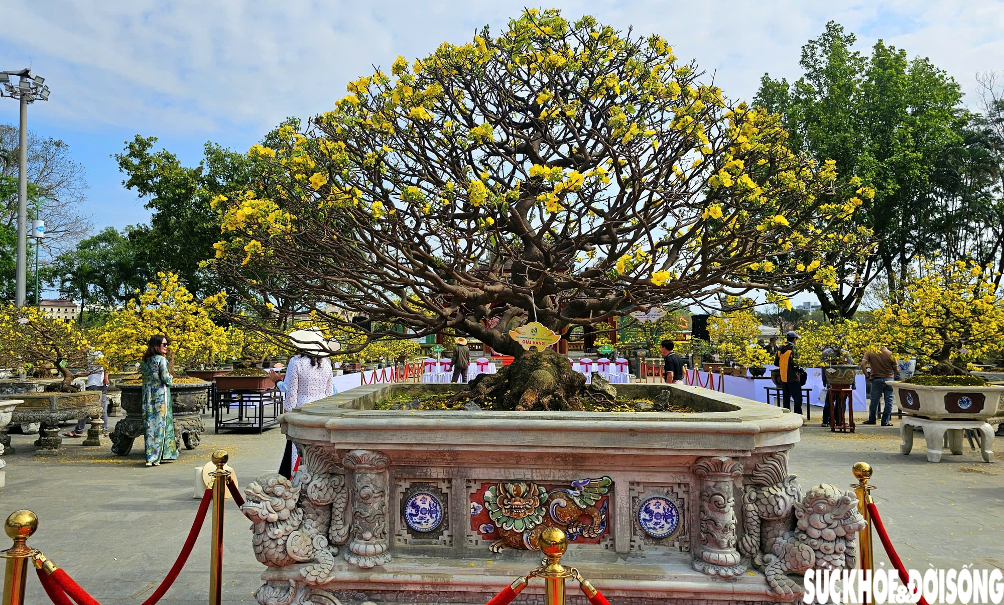 Chiêm ngưỡng dàn mai vàng cổ thụ quý hiếm 'hội tụ' ở Cố đô Huế- Ảnh 4.