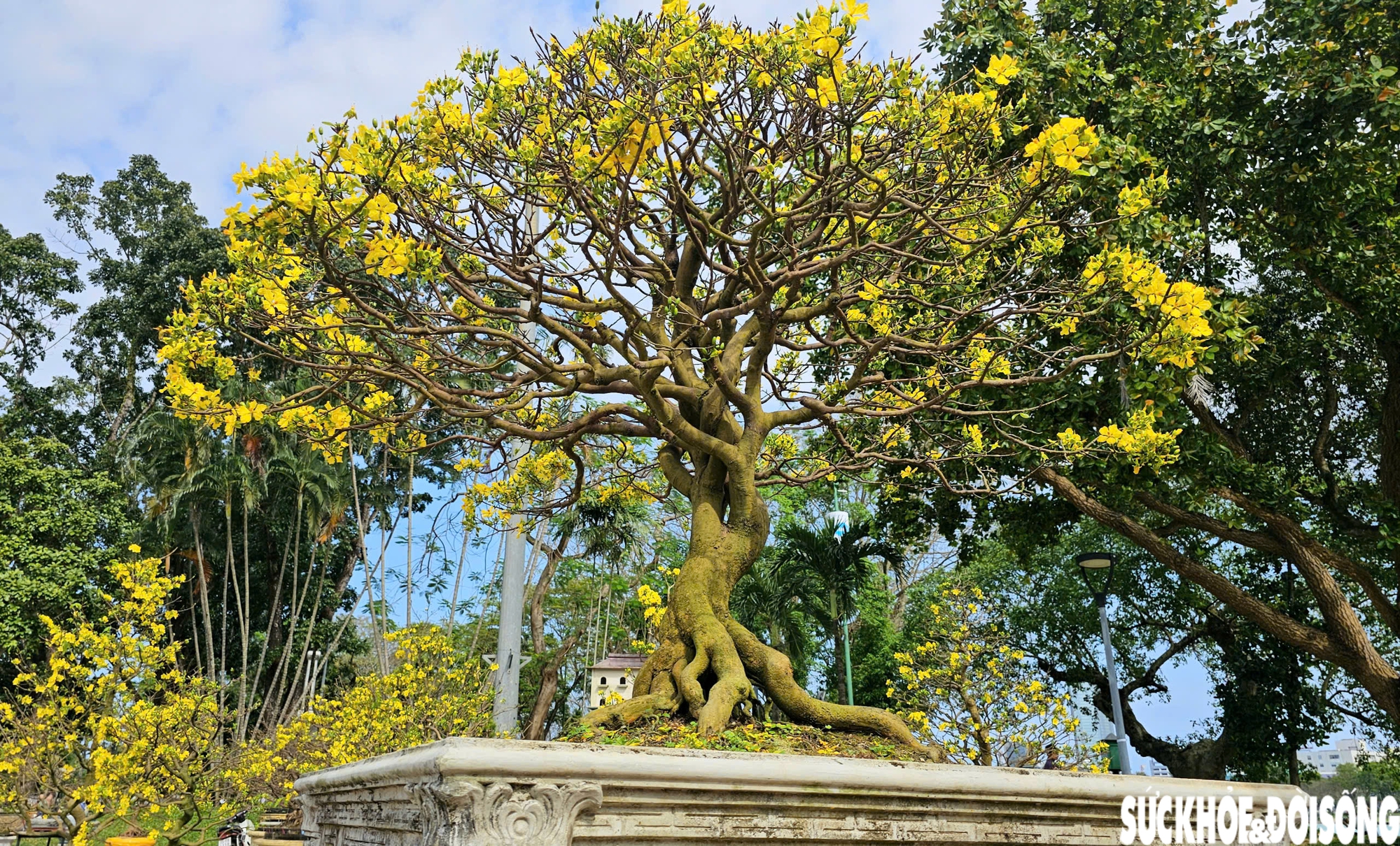 Chiêm ngưỡng dàn mai vàng cổ thụ quý hiếm 'hội tụ' ở Cố đô Huế- Ảnh 6.