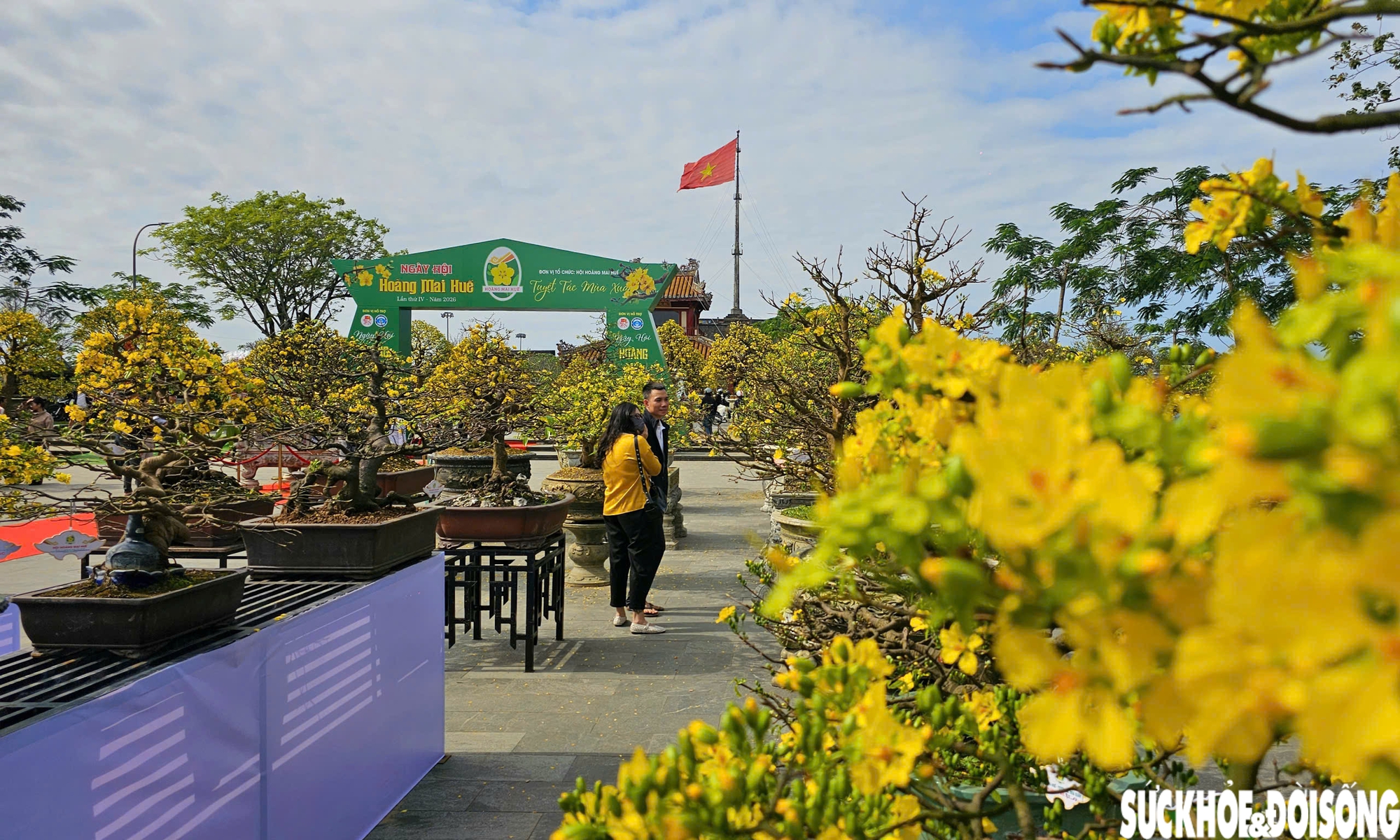 Chiêm ngưỡng dàn mai vàng cổ thụ quý hiếm 'hội tụ' ở Cố đô Huế- Ảnh 9.