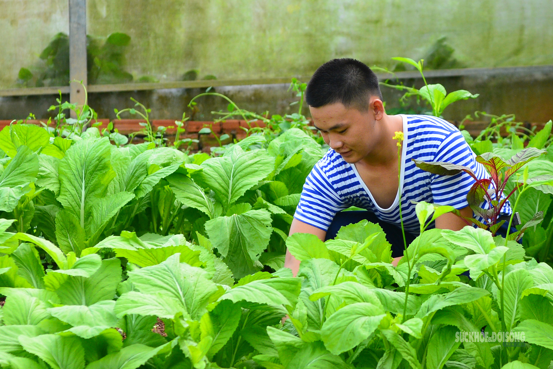 'Công viên xanh' giữa biển trời Tây Nam- Ảnh 8.