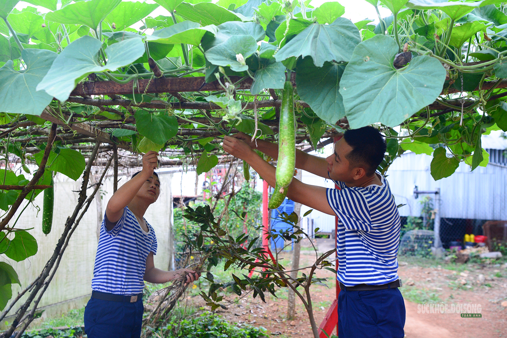 'Công viên xanh' giữa biển trời Tây Nam- Ảnh 7.