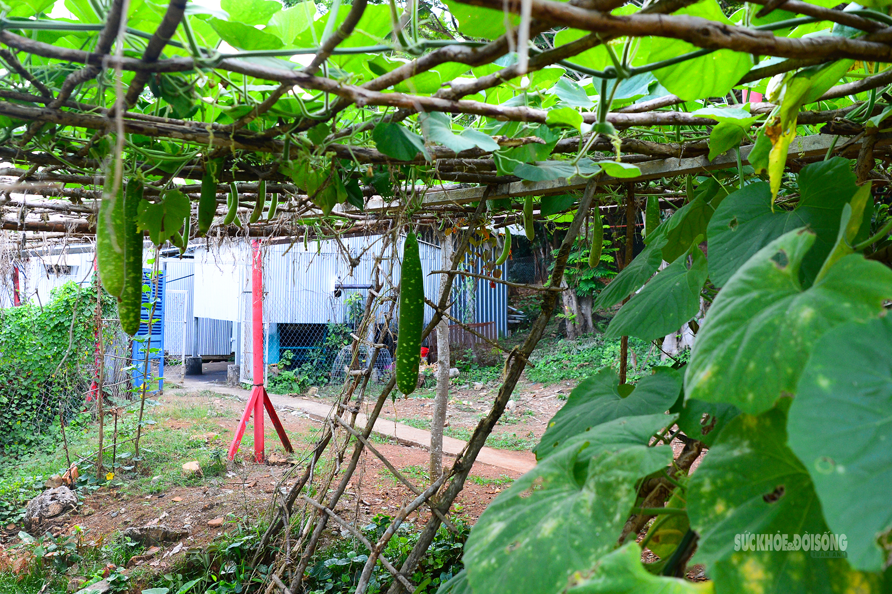 'Công viên xanh' giữa biển trời Tây Nam- Ảnh 6.