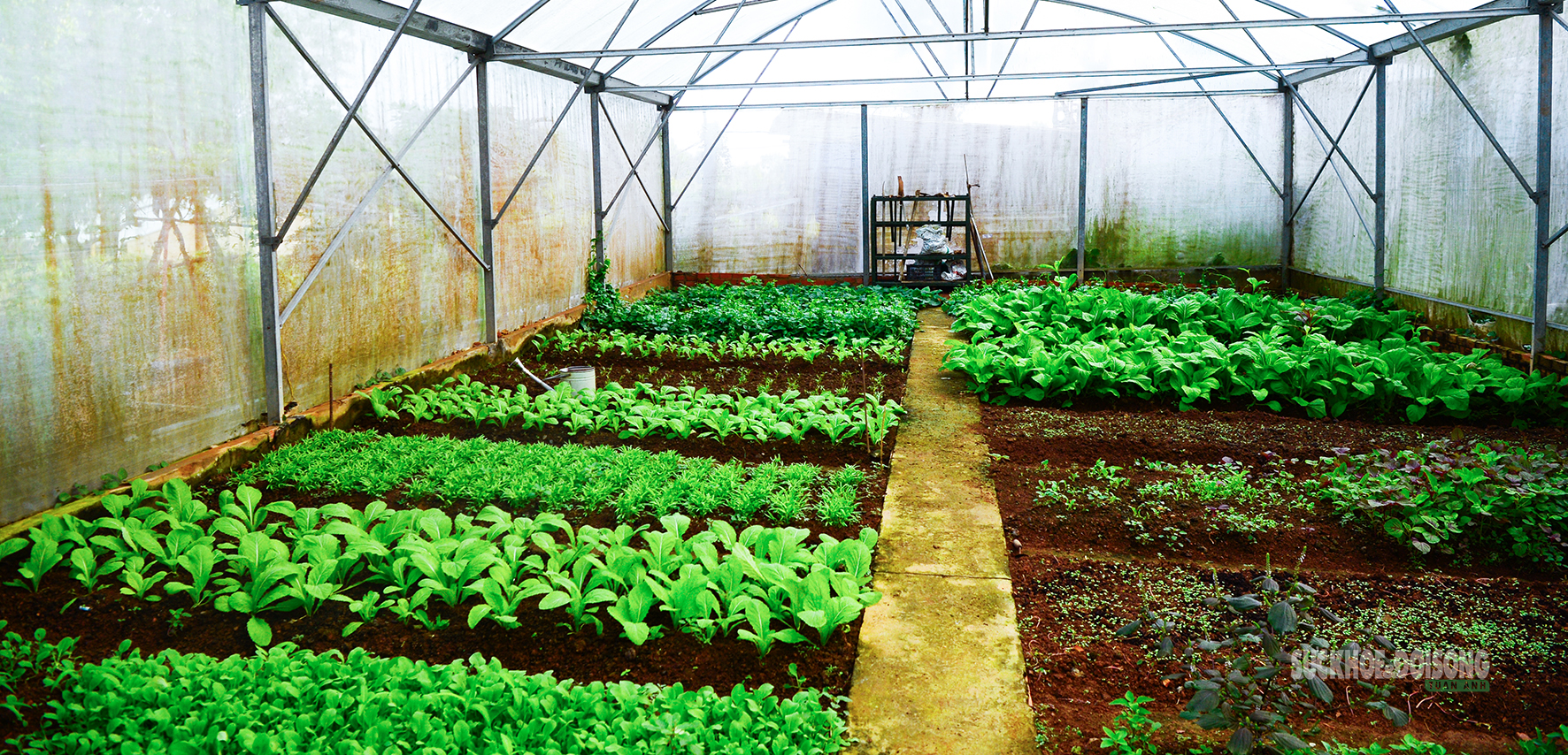 'Công viên xanh' giữa biển trời Tây Nam- Ảnh 5.