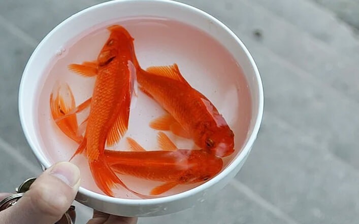 Loại cá chép nào được ưa chuộng trong lễ cúng ông Công, ông Táo?- Ảnh 4.