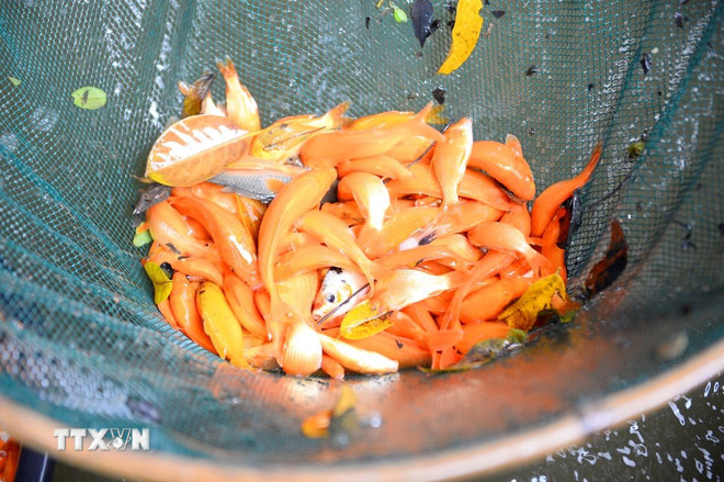 Vựa cá chép đỏ Tân Cổ bội thu dịp Tết ông Công, ông Táo- Ảnh 2.