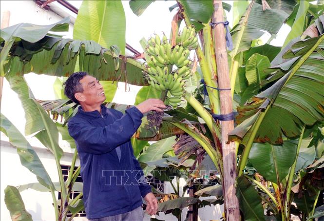 Đặc sản chuối tiến Vua dịp Tết khan hiếm- Ảnh 1.